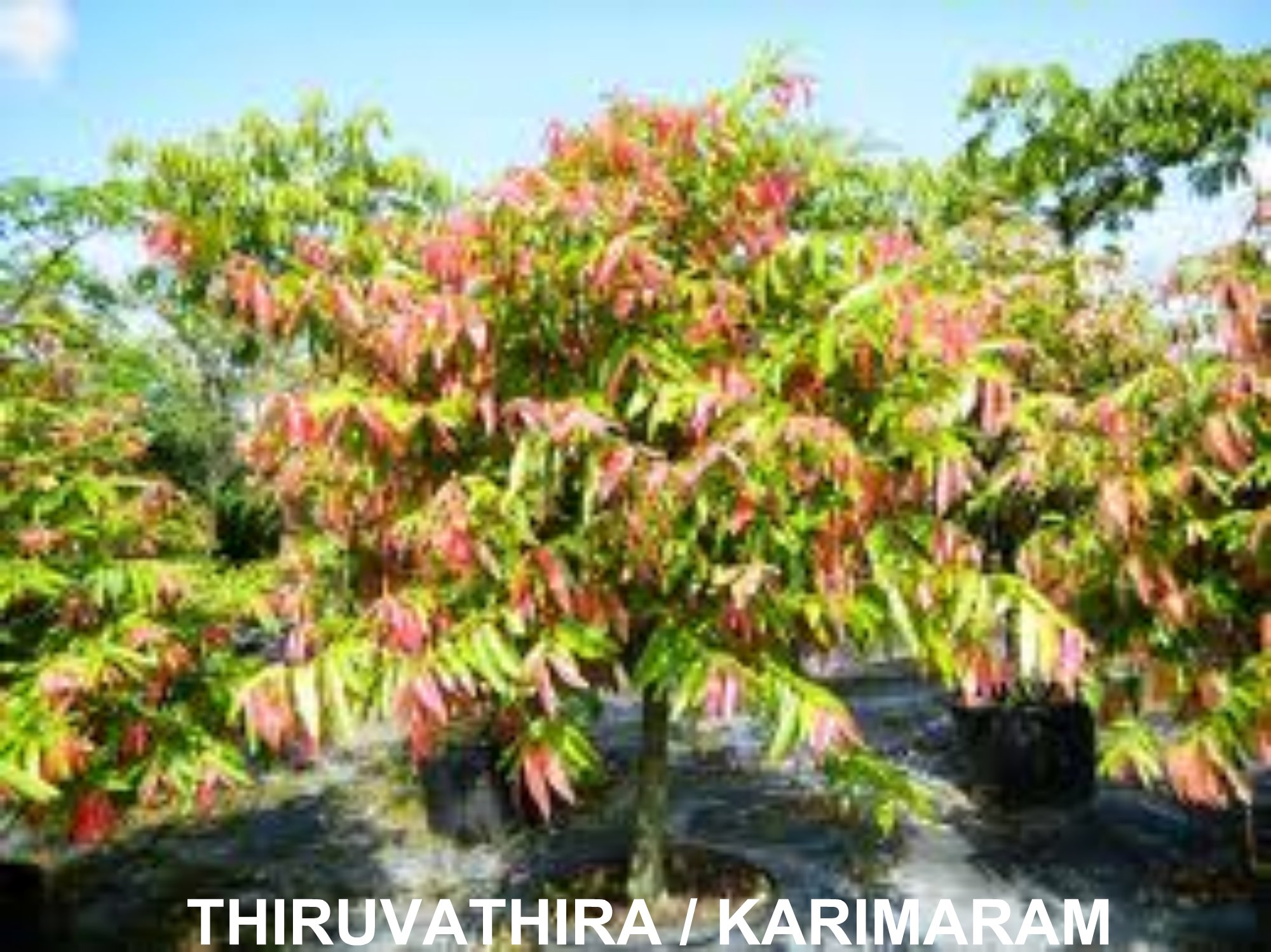 Birth Star Trees Photos – Travancore Devaswom Board